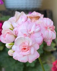 Violett Rosa Geranie Blumensamen zur Aussaat lang Blüte Saison Traditionssorte & ohne Gentechnik Samen Hausgarten
