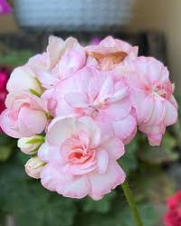 Violett Rosa Geranie Blumensamen zur Aussaat lang Blüte Saison Traditionssorte & ohne Gentechnik Samen Hausgarten