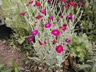 Rosa Rose Campion Blumensamen zur Aussaat – ideal Rabatten – Traditionssorte & ohne Gentechnik Samen Hausgarten