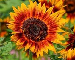 Gelb Rot Sonnenblume Samen zur Aussaat – Garten beliebt – Traditionssorte & ohne Gentechnik Samen Hausgarten
