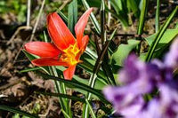 Rot Crocus Blumensamen zur Aussaat Bestäuber freundlich Traditionssorte & ohne Gentechnik Samen Hausgarten