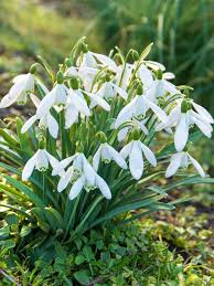 Nivalis SnowDrop Blumensamen zur Aussaat – Anzucht – Traditionssorte & ohne Gentechnik Samen Hausgarten