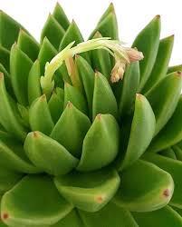 Grün Echeveria Palida Blumensamen zur Aussaat – Bestäuber freundlich – Traditionssorte & ohne Gentechnik Samen Hausgarten