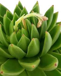 Grün Echeveria Palida Blumensamen zur Aussaat – Bestäuber freundlich – Traditionssorte & ohne Gentechnik Samen Hausgarten