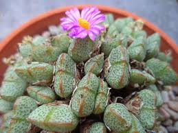 Grün Conophytum Ernianum Blumensamen zur Aussaat leuchtend Traditionssorte & ohne Gentechnik Samen Hausgarten