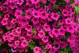 tief Rosa Petunie Blumensamen zur Aussaat Halbschatten verträglich Traditionssorte & ohne Gentechnik Samen Hausgarten