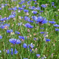 Blau Lignum Vitae Blumensamen zur Aussaat – Wildblume Mischung – Traditionssorte & ohne Gentechnik Samen Hausgarten