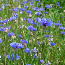 Blau Lignum Vitae Blumensamen zur Aussaat – Wildblume Mischung – Traditionssorte & ohne Gentechnik Samen Hausgarten