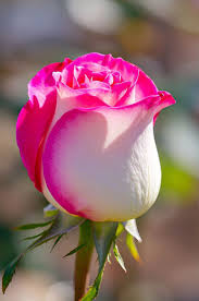 Rosa Weiß Rose Blumensamen zur Aussaat hochwertige Qualitäts- Traditionssorte & ohne Gentechnik Samen Hausgarten