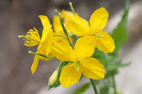 Gelb Chelidonium Blumensamen zur Aussaat – Halbschatten verträglich – Traditionssorte & ohne Gentechnik Samen Hausgarten