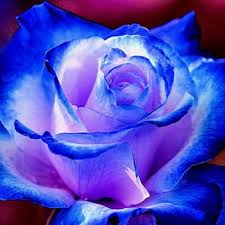 Blau MultiColor Rose Blumensamen zur Aussaat Schnitt Blume beliebt Traditionssorte & ohne Gentechnik Samen Hausgarten
