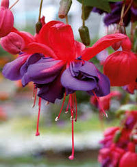 Rot Violett Fuchsie Hybrida Samen Halbschatten verträglich Traditionssorte & ohne Gentechnik Samen Hausgarten
