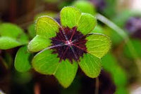 Grün Lila Four Leaf Clover Blumensamen zur Aussaat Hausgarten beliebt Traditionssorte & ohne Gentechnik Samen Hausgarten