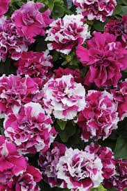 Rosa gefüllt Petunie Blumensamen zur Aussaat – Anzucht – Traditionssorte & ohne Gentechnik Samen Hausgarten