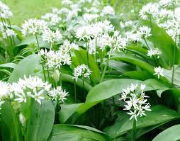 Ursinum Blumensamen zur Aussaat – duftend Blüten – Traditionssorte & ohne Gentechnik Samen Hausgarten