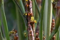 Braun Calathea Lutea Blumensamen zur Aussaat – Drought verträglich – Traditionssorte & ohne Gentechnik Samen Hausgarten