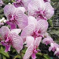 Creme Schmetterlingsorchidee Orchidee Blumensamen zur Aussaat – lang Blüte Saison – Traditionssorte & ohne Gentechnik Samen Hausgarten