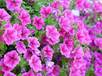 Cerise Rosa Petunie Blumensamen zur Aussaat – saisonal Dauerblüher – Traditionssorte & ohne Gentechnik Samen Hausgarten