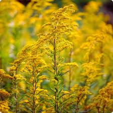 Goldenrod Blumensamen zur Aussaat – Wildblume Mischung – Traditionssorte & ohne Gentechnik Samen Hausgarten