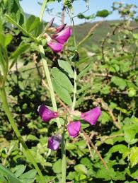 Braun Wicke Blumensamen – saisonal Dauerblüher Traditionssorte & ohne Gentechnik Samen Hausgarten Aussaat