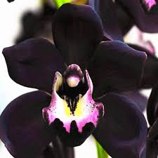 Schwarze Orchideen Samen