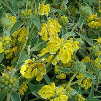 Jerusalem Sage Gelb Blumensamen zur Aussaat – Drought verträglich – Traditionssorte & ohne Gentechnik Samen Hausgarten