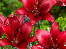 Rot Lilium Blumensamen zur Aussaat ideal Rabatten Traditionssorte & ohne Gentechnik Samen Hausgarten