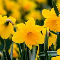 Thick Gelb Narzisse Blumensamen zur Aussaat – Landhaus Garten wichtig – Traditionssorte & ohne Gentechnik Samen Hausgarten