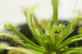 hell Grün Sundew zur Aussaat ideal Rabatten Traditionssorte & ohne Gentechnik Samen Hausgarten