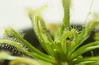 hell Grün Sundew zur Aussaat ideal Rabatten Traditionssorte & ohne Gentechnik Samen Hausgarten