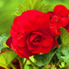 Tuberous Begonie Rot Blumensamen zur Aussaat – Garten beliebt – Traditionssorte & ohne Gentechnik Samen Hausgarten