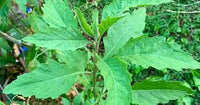Epazote Dysphania Ambrosioides Samen – Traditionssorte ohne Gentechnik Herb Hausgarten Aussaat