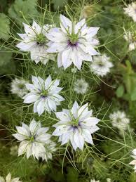 Weiß Nigella African Blumensamen zur Aussaat – Halbschatten verträglich – Traditionssorte & ohne Gentechnik Samen Hausgarten