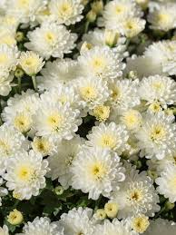 Weiß Grün Chrysantheme Blumensamen zur Aussaat – Bestäuber freundlich – Traditionssorte & ohne Gentechnik Samen Hausgarten