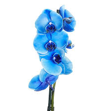 Blau Weiß Schmetterlingsorchidee Orchidee Blumensamen zur Aussaat Landhaus Garten wichtig Traditionssorte & ohne Gentechnik Samen Hausgarten