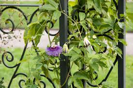 mehrjährig Vine kletternd Blumensamen zur Aussaat – Landhaus Garten wichtig – Traditionssorte & ohne Gentechnik Samen Hausgarten
