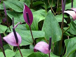 dunkel Violett Flamingoblume Blumensamen zur Aussaat Wildblume Mischung Traditionssorte & ohne Gentechnik Samen Hausgarten