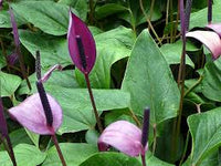 dunkel Violett Flamingoblume Blumensamen zur Aussaat Wildblume Mischung Traditionssorte & ohne Gentechnik Samen Hausgarten