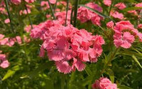 Rosa Nelke Caryophyllus Blumensamen zur Aussaat – ideal Rabatten – Traditionssorte & ohne Gentechnik Samen Hausgarten
