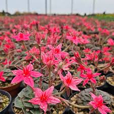 Graptopetalum Bellum Blumensamen zur Aussaat – Drought verträglich – Traditionssorte & ohne Gentechnik Samen Hausgarten