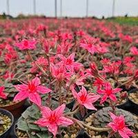 Graptopetalum Bellum Blumensamen zur Aussaat – Drought verträglich – Traditionssorte & ohne Gentechnik Samen Hausgarten