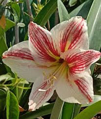 Ritterstern Barbados Blumensamen zur Aussaat – leuchtend Blüten – Traditionssorte & ohne Gentechnik Samen Hausgarten