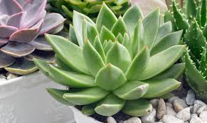 Grün Echeveria Palida Blumensamen zur Aussaat – Bestäuber freundlich – Traditionssorte & ohne Gentechnik Samen Hausgarten