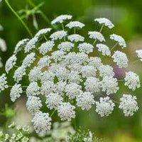 Lace Blumensamen zur Aussaat – Bestäuber freundlich – Traditionssorte & ohne Gentechnik Samen Hausgarten