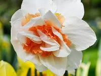 Thick Orange Weiß Daffodils Blumensamen zur Aussaat Anzucht Traditionssorte & ohne Gentechnik Samen Hausgarten