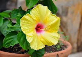 Gelb Hibiskus Blumensamen zur Aussaat pflegeleicht Traditionssorte & ohne Gentechnik Samen Hausgarten