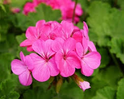 Rosa Geranie Flores mehrjährig Blumensamen zur Aussaat saisonal Dauerblüher Traditionssorte & ohne Gentechnik Samen Hausgarten
