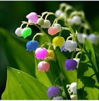 Gemischt Bell Orchidee Blumensamen zur Aussaat – saisonal Dauerblüher – Traditionssorte & ohne Gentechnik Samen Hausgarten
