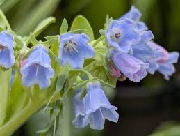 Mertensia Maritima Blumensamen zur Aussaat – ideal Rabatten – Traditionssorte & ohne Gentechnik Samen Hausgarten