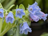 Mertensia Maritima Blumensamen zur Aussaat – ideal Rabatten – Traditionssorte & ohne Gentechnik Samen Hausgarten